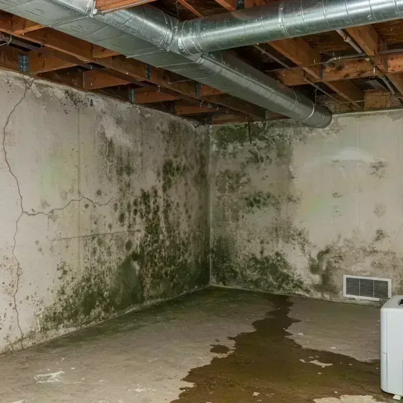 Professional Mold Removal in Pawnee, IL